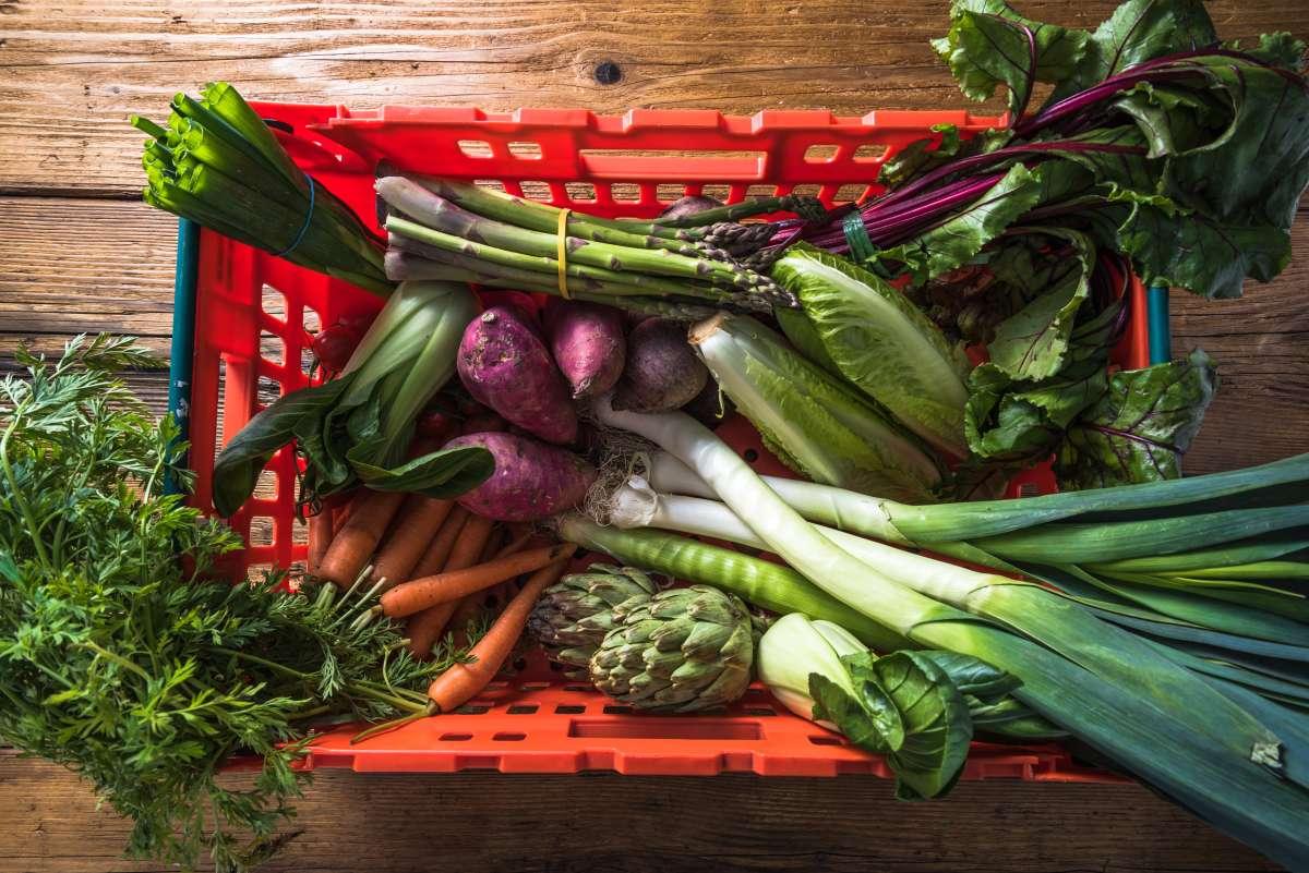 Relatório aponta caminhos para produzir alimentos de maneira sustentável