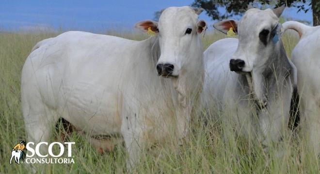 Oferta pequena de boiadas para abate contrapõe o escoamento ruim de carne