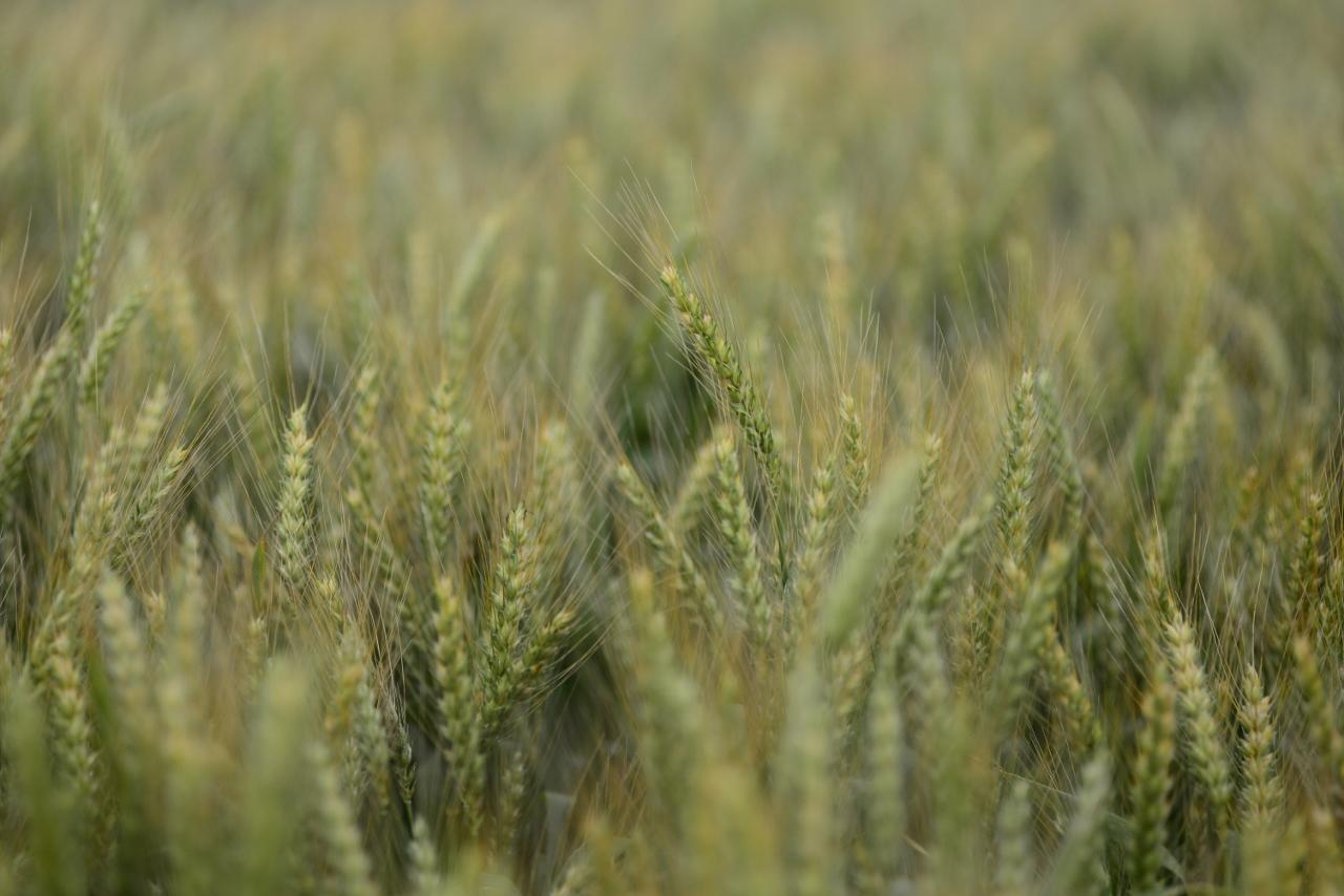 Trigo editado geneticamente resistente aos efeitos da chuva