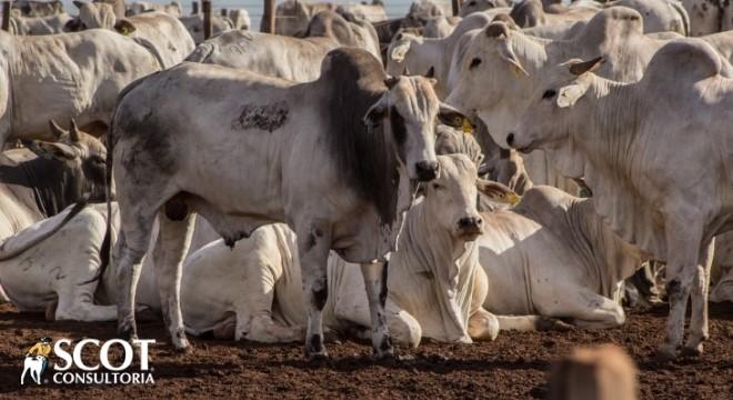 Demanda por animais jovens aquece mercado de novilhas