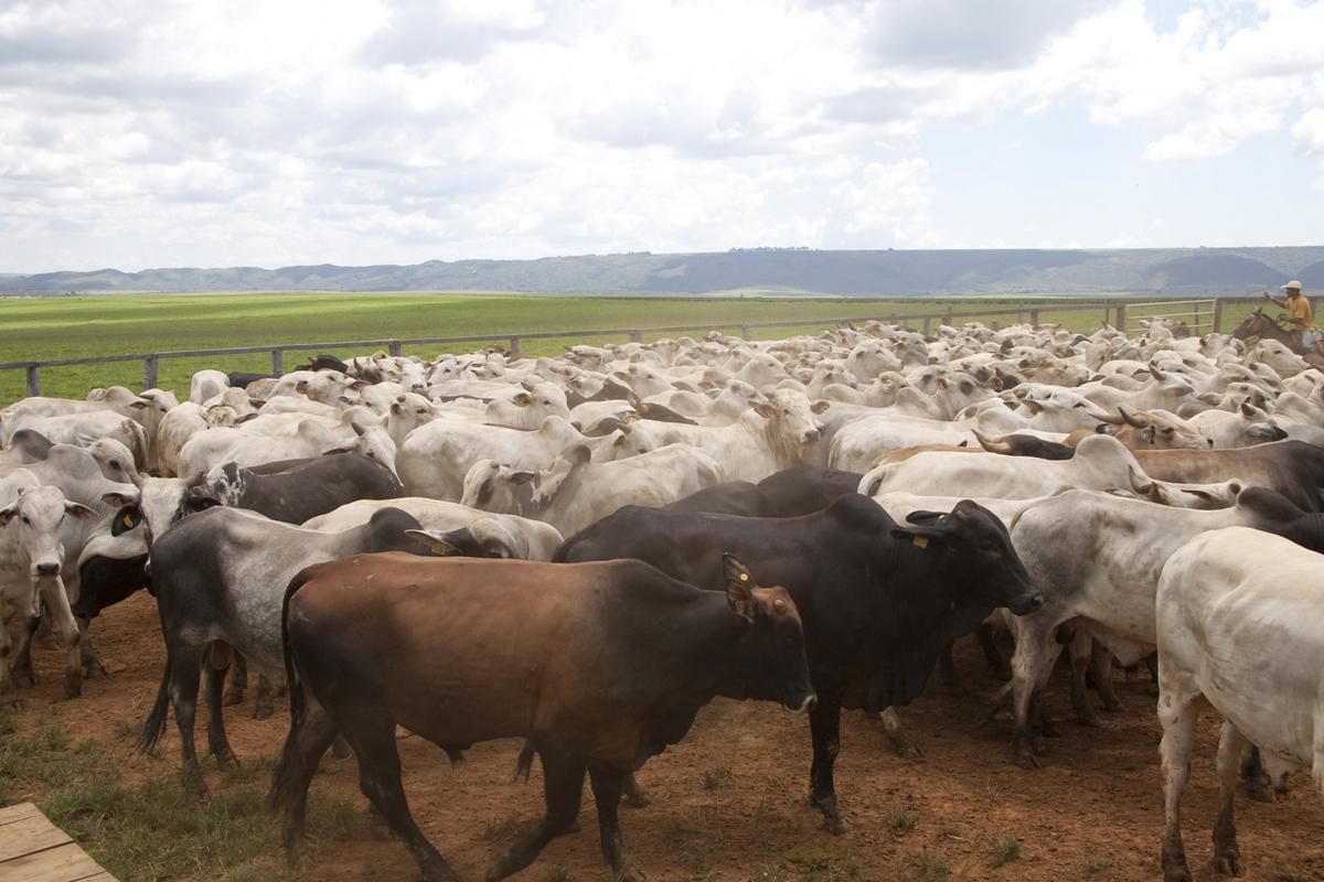 Começou nesta sexta-feira (1/11) a segunda etapa anual da vacinação de bovinos e bubalinos contra febre aftosa