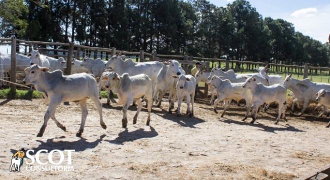 Cotação do bezerro em alta no Paraná