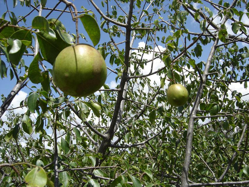 EPAMIG apresenta Informe Agropecuário sobre umbu em evento no Norte de Minas