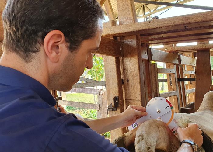 Como saber se o boi está pronto para abate? Régua da Embrapa ajuda pecuarista