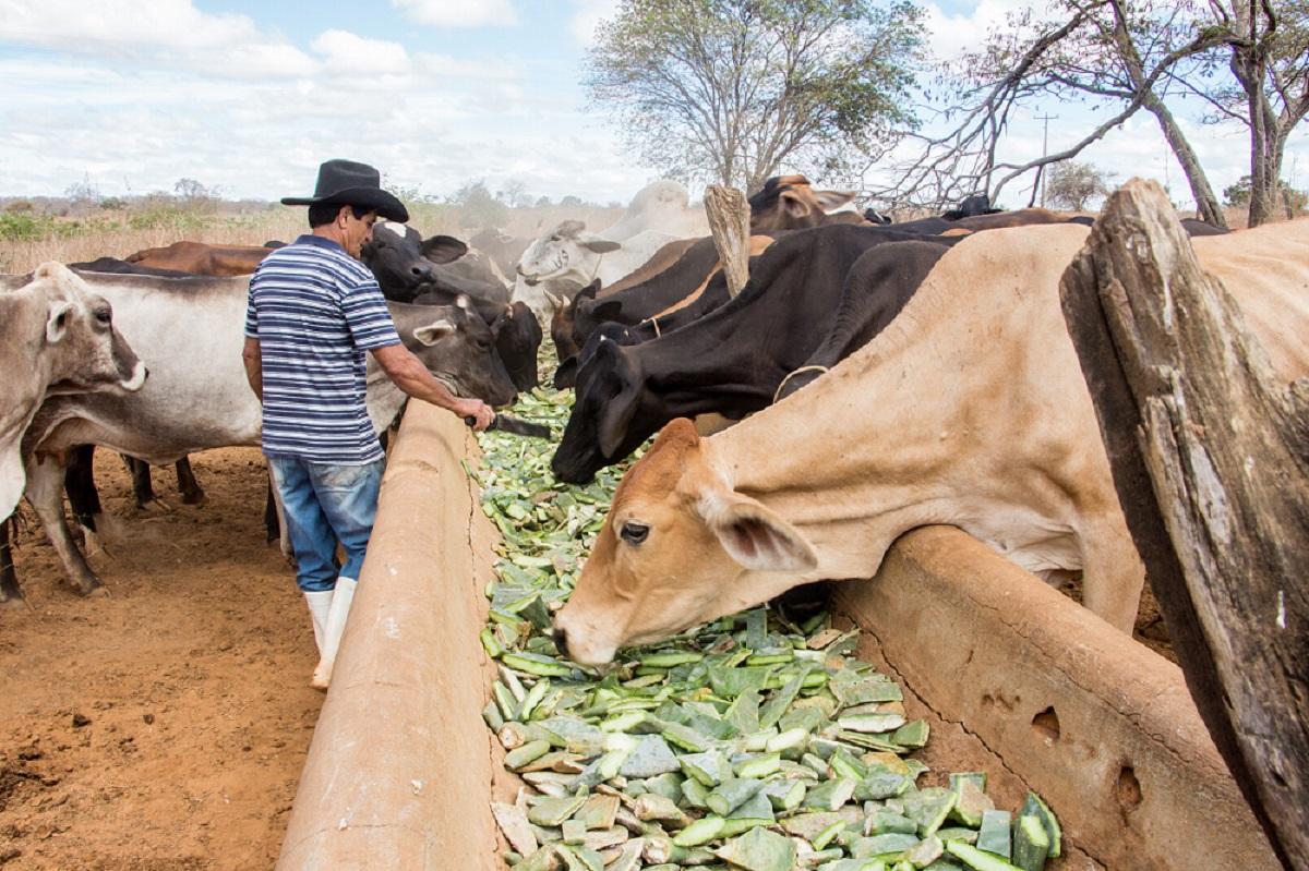 Rede Palma distribui e multiplica mudas de palma forrageira no Norte de Minas