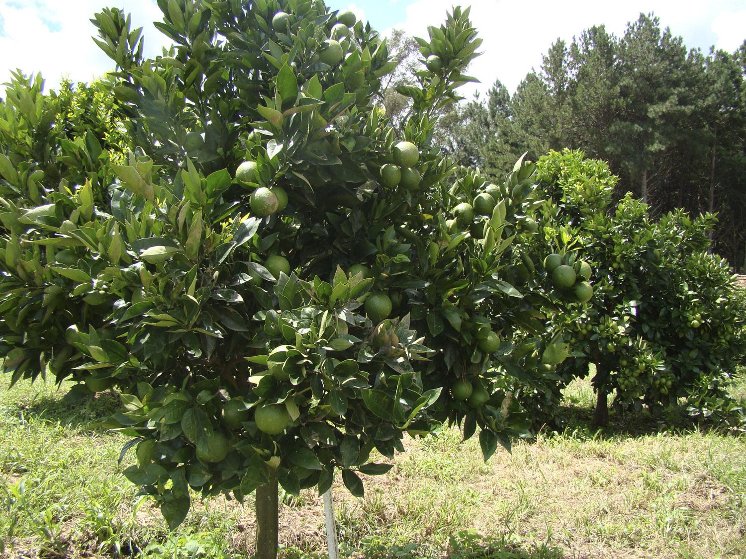 Descubra como cultivar as frutas cítricas mais consumidas no Brasil