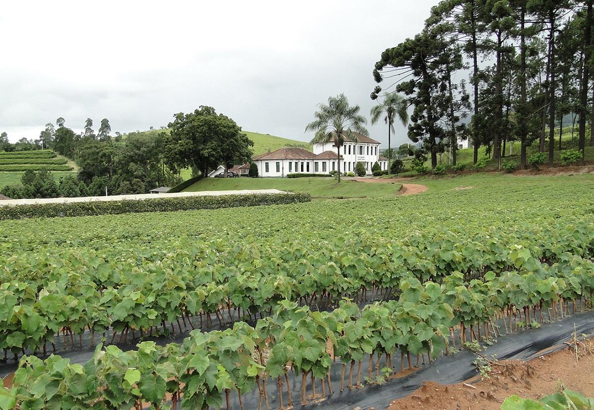 Comissão Técnica Brasileira da Vinha e do Vinho contará com participação da Epamig