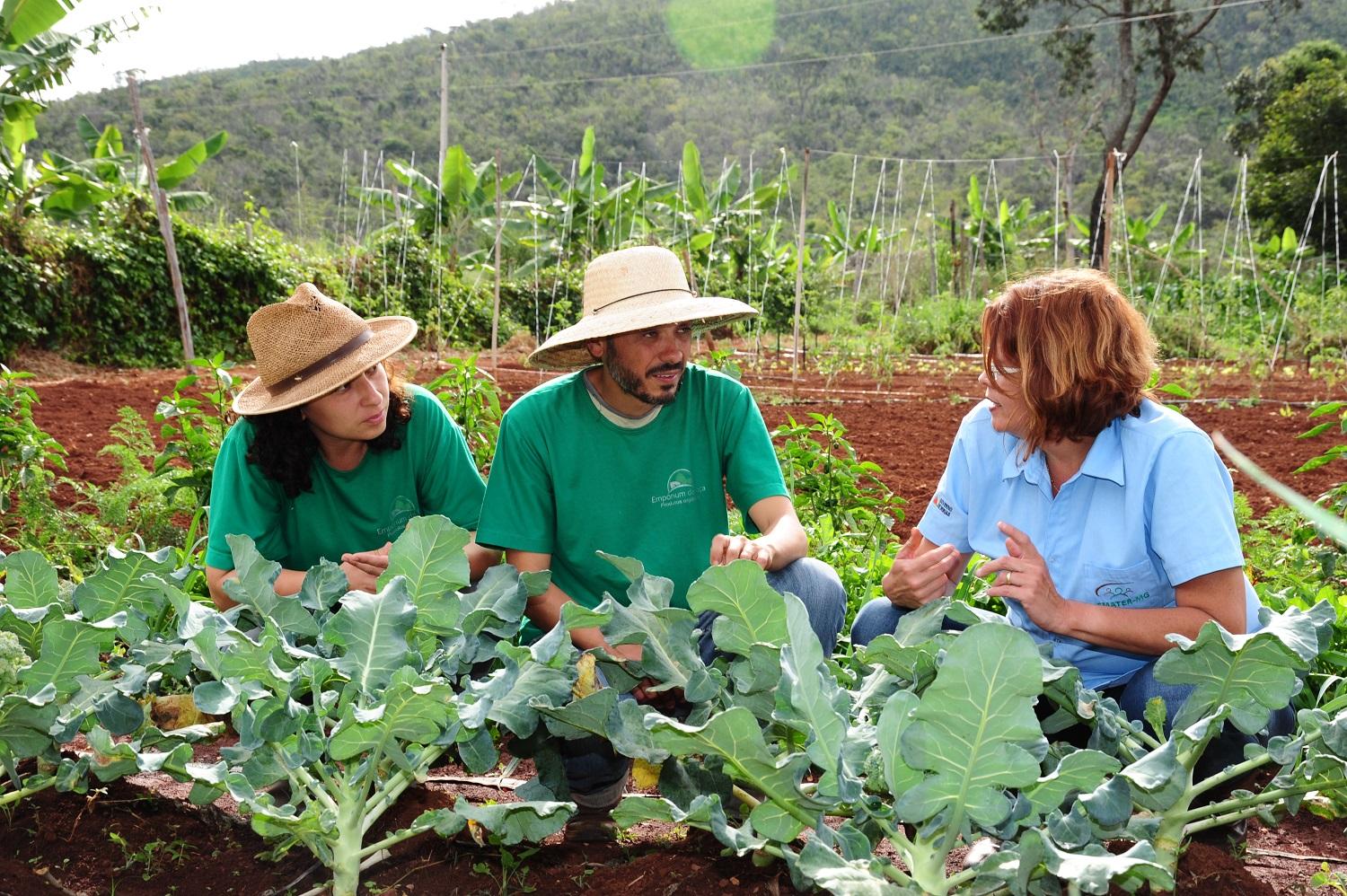 Ministério da Agricultura prorroga prazo de validade da DAP