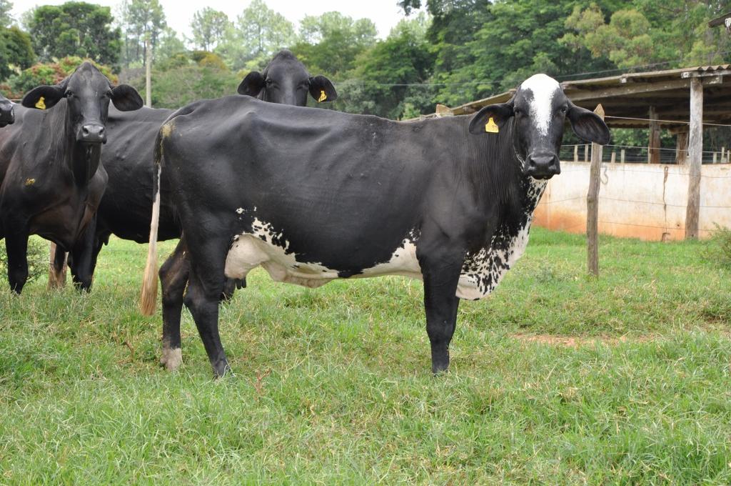 Emater-MG orienta produtores de leite e queijo sobre como amenizar impactos da pandemia do coronavírus em suas atividades