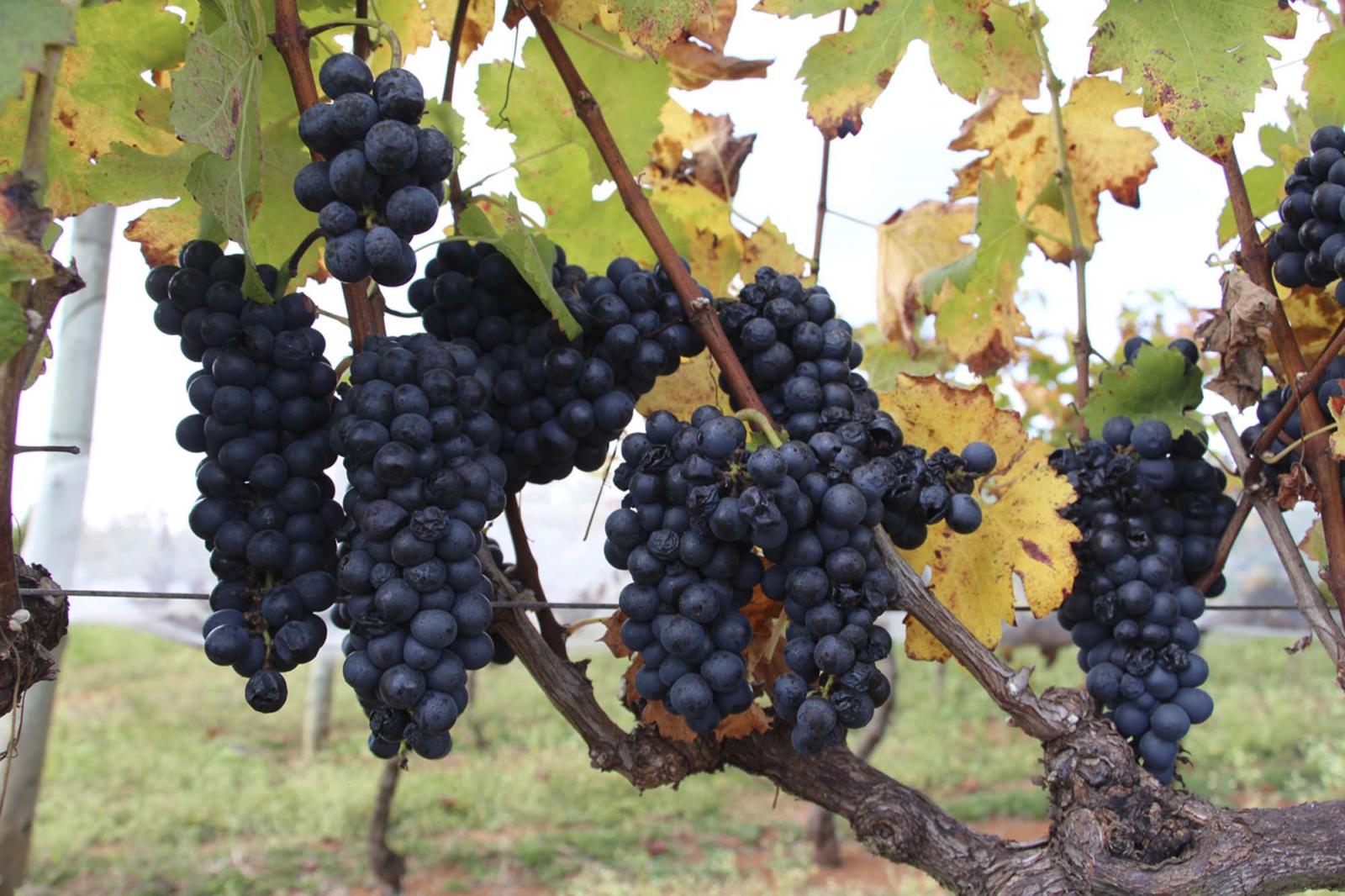 Tecnologia da Epamig proporciona produção de vinhos finos no Cerrado brasileiro