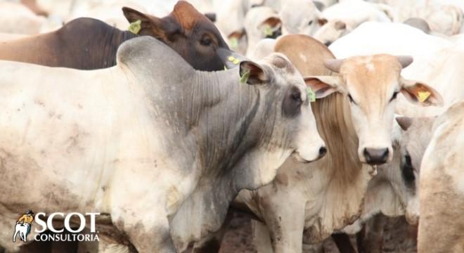 Poucas variações nos preços no mercado do boi gordo