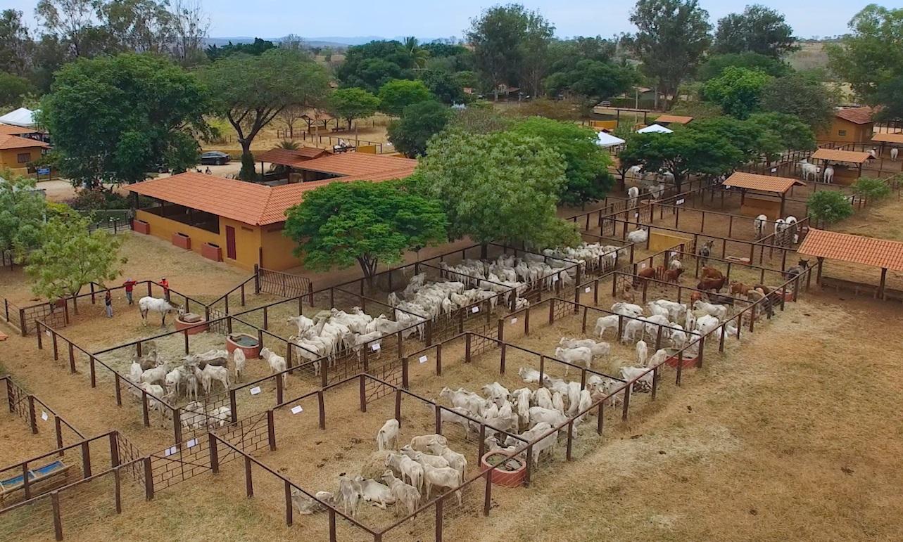 Emater-MG orienta sobre realização de feiras e leilões de bovinos em Minas Gerais