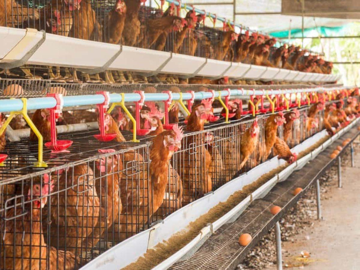 Granjas com até mil aves serão registradas em todo o estado