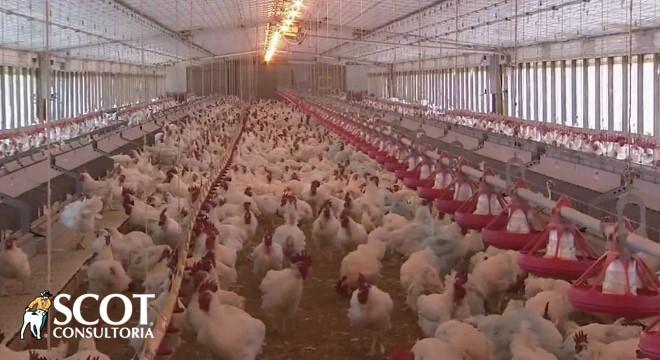 Mercado do frango firme na primeira semana de junho