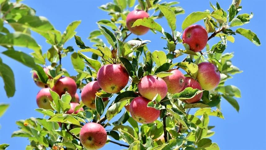 Drones podem auxiliar na colheita de frutas