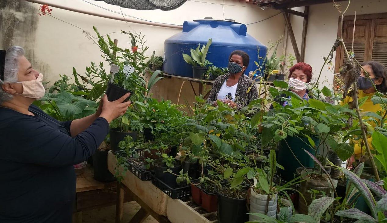 Moradores do Campo das Vertentes aprendem a cultivar hortaliças Pancs em vasos