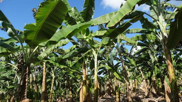 Epamig faz testes com variedades de bananas mais resistentes a doenças