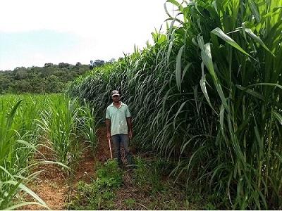 Propagação de mudas de capim beneficia mais de 100 pecuaristas familiares da região Central de Minas