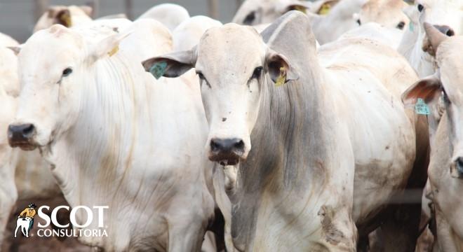 Recuos nos preços da vaca e novilha para abate