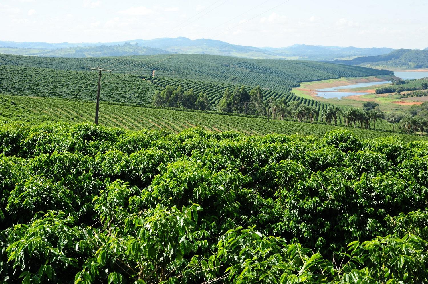 Valor Bruto da Produção (VBP) agropecuária mineira é estimado em R$ 91 bilhões para 2020