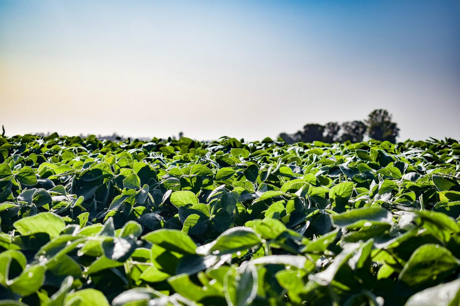 Exportações do agro mineiro já superam em 9,6% as vendas de 2019