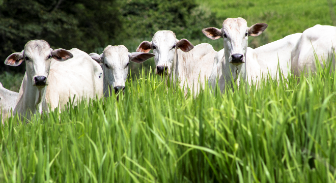 Aumento do investimento melhora a receita do produtor rural