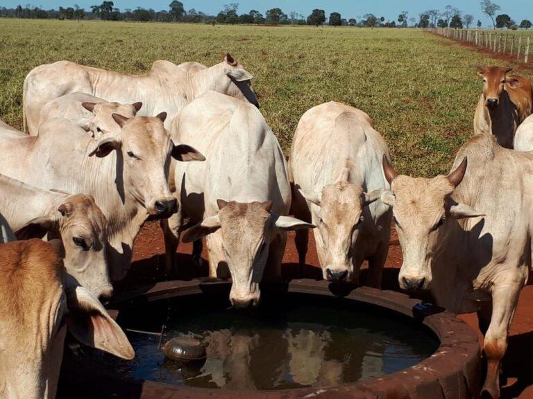 Qual o tamanho certo do reservatório de água para o gado da minha fazenda?