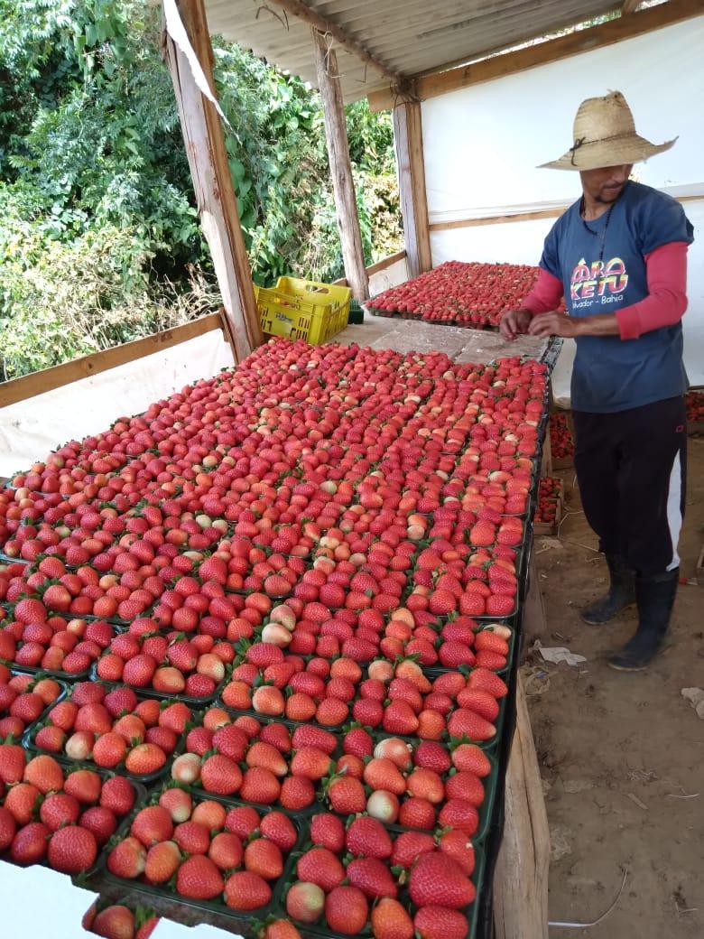 Epamig e Emater-MG se unem à Rede Morangos do Brasil para desenvolver variedades adaptadas do fruto