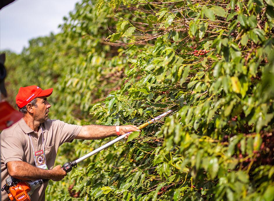 Tempo seco pode antecipar a colheita da próxima safra de café