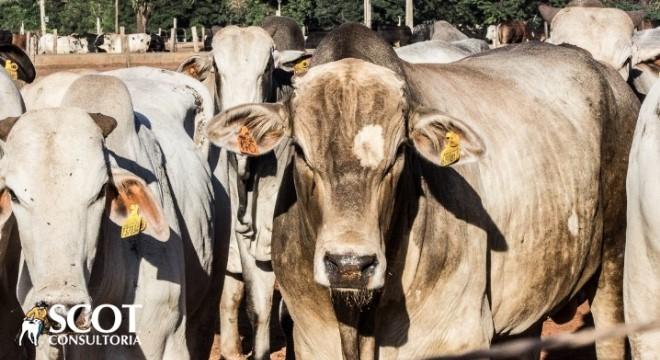 Boi gordo: estabilidade nas praças paulistas