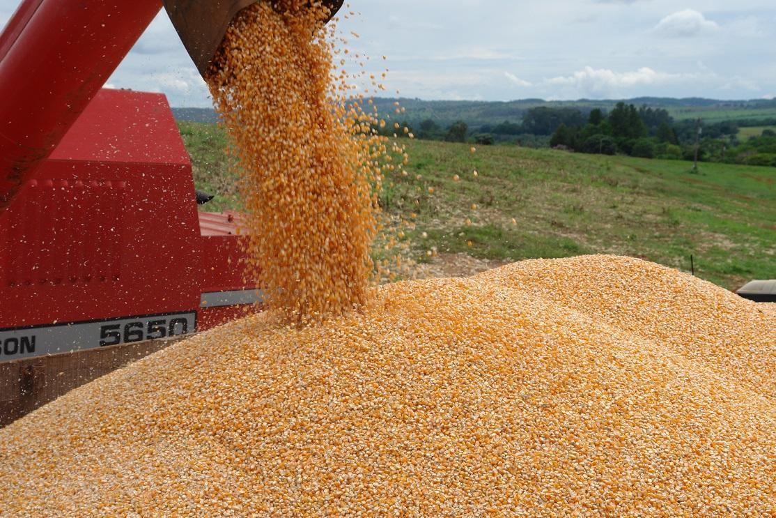 Emater-MG alerta que chuvas irregulares podem afetar a segunda safra de milho