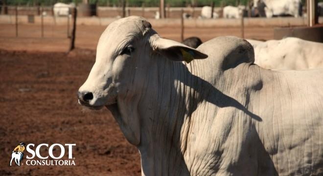 Altas nas cotações no mercado do boi gordo