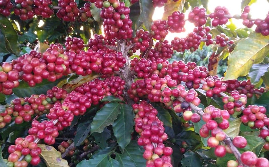 Projeto da Epamig vai transformar a cafeicultura em Minas Gerais