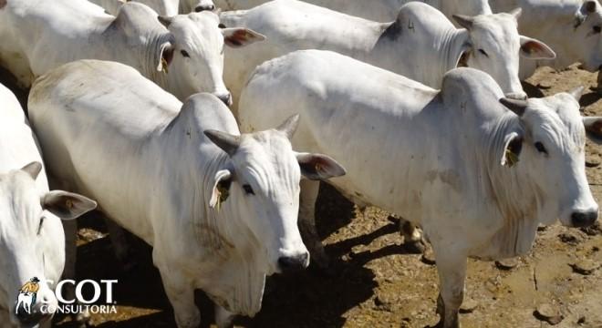 A cotação do boi gordo, após sucessivas altas em São Paulo, abriu o dia estável