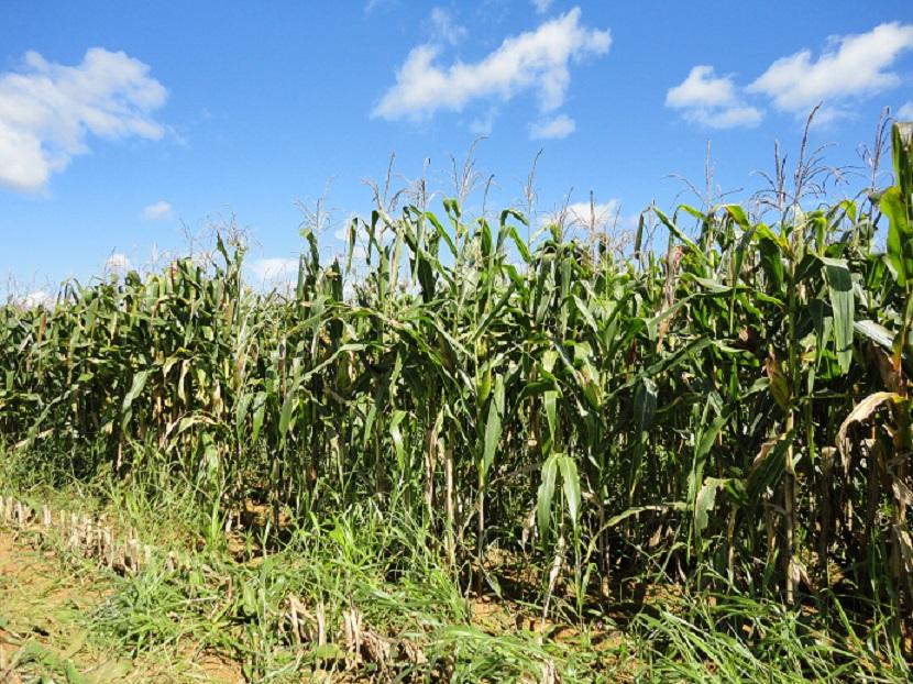 Epamig participa do 9º Congresso Mundial em Agricultura Conservacionista